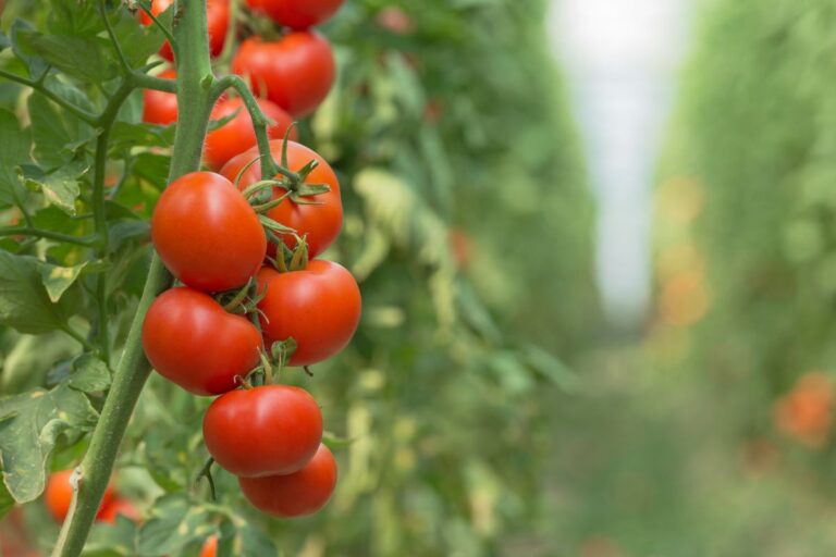 can-you-plant-tomatoes-directly-in-the-ground