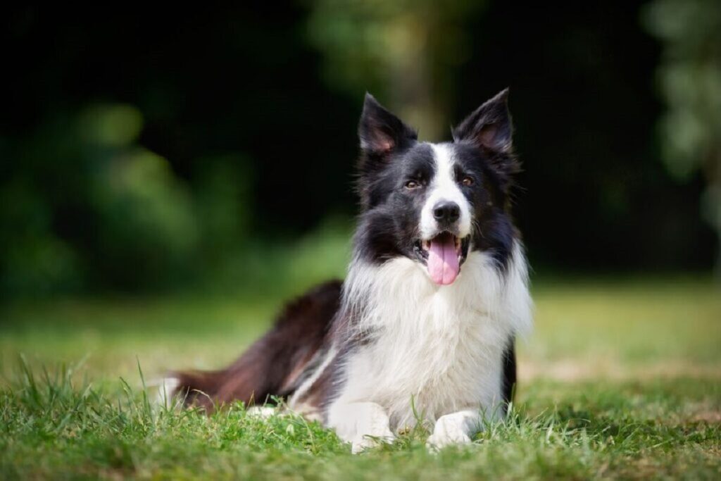 1. border collie