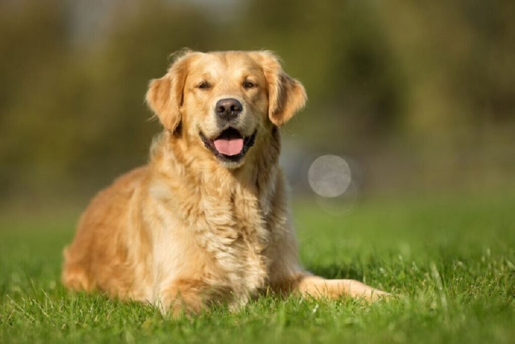 2. golden retriever