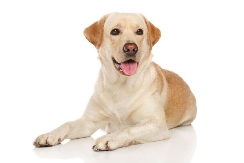 3. labrador retriever