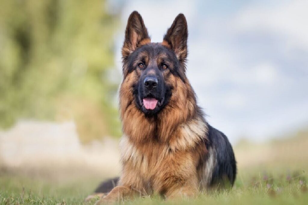 4. german shepherd