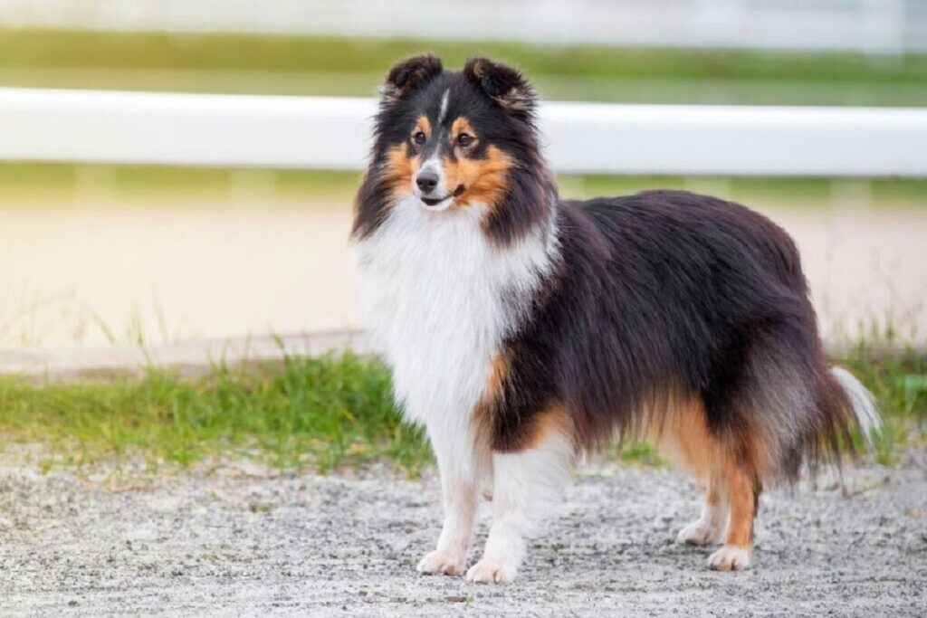 6. shetland sheepdog