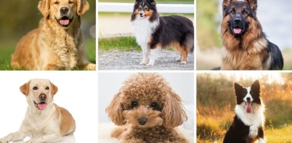 most obedient dog breeds