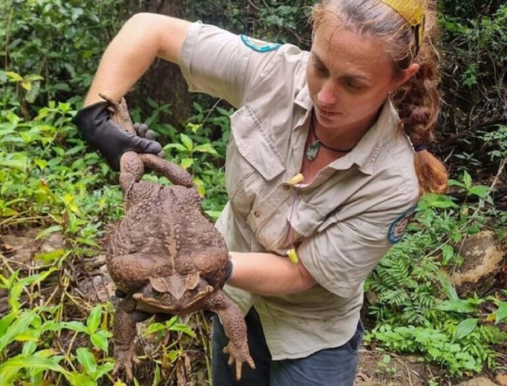 the largest cane toad 1