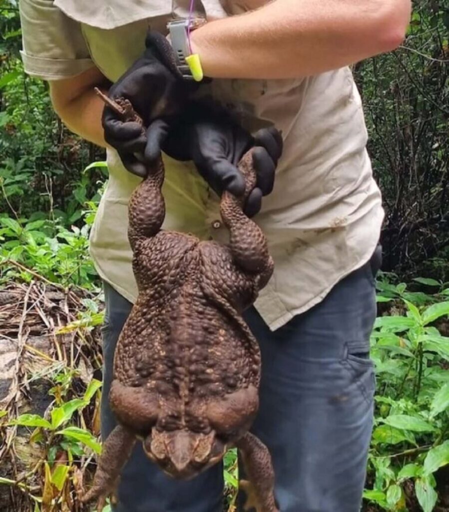 the largest cane toad 2