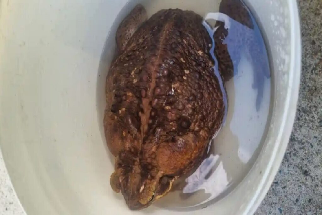 the largest cane toad 3