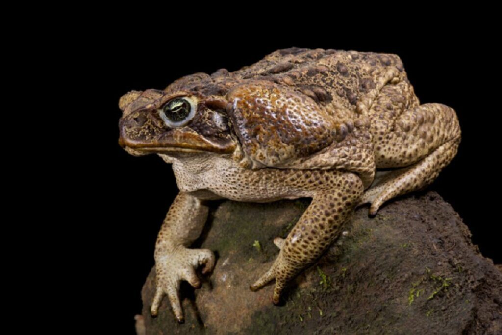 the largest cane toad 4