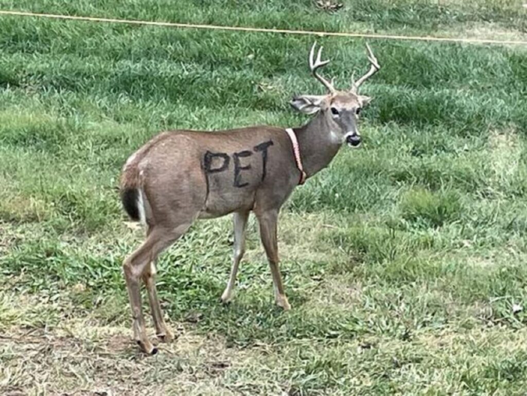 deer1